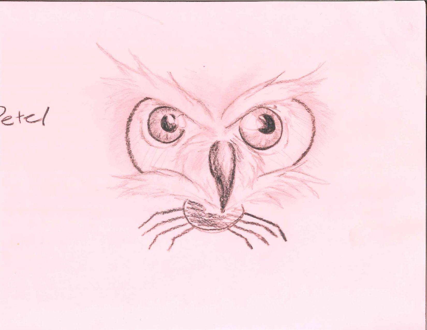 Owl and Spider