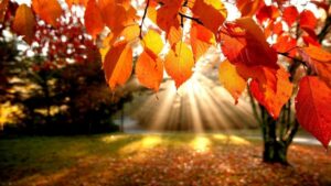 Falling In Love With Fall