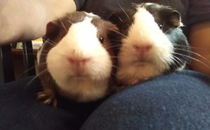 Estrella C.- How animals helped me heal