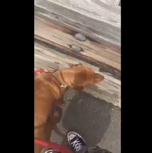 Luca demonstrates his Neediness through a Dog