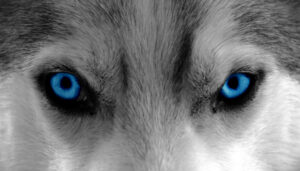 Looking Within