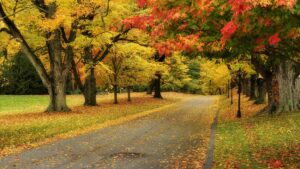 Fun Stuff to do in the Fall!