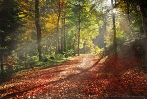 FC’s Story of Navigating a Toxic Home Environment