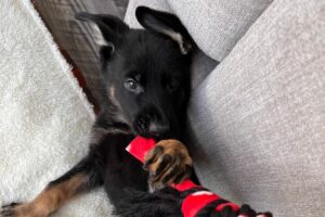 Being A New Dog Owner