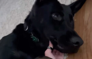 How My Dog Helps Me