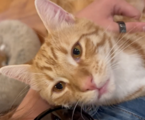 Hanging Out At A CT Cat Cafe For International Cat Day!