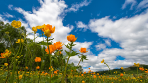 What Changing Seasons Can Teach You About Healing From Unseen Pain & Trauma