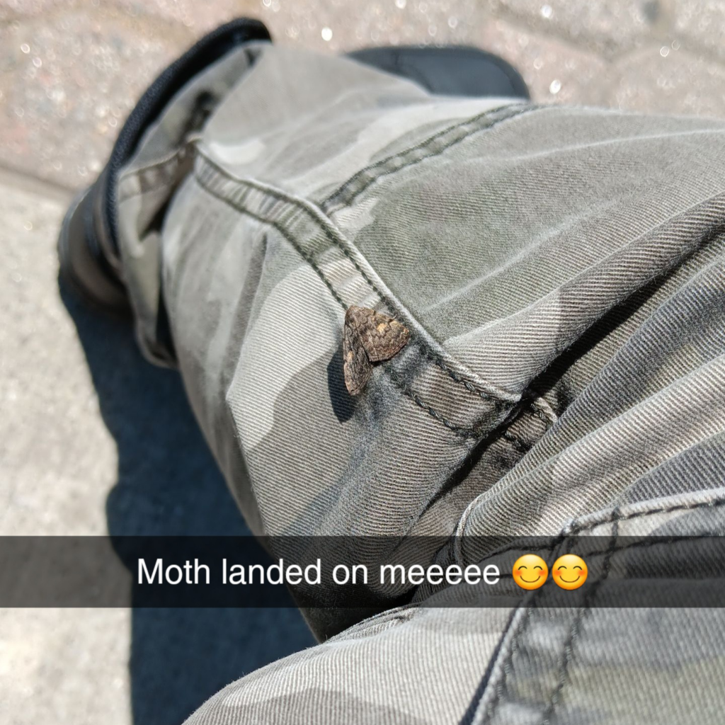 moth