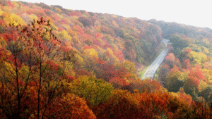 Embracing Autumn: Nurturing Your Mental Wellbeing in the Fall Season