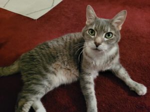 How I Met My Cat