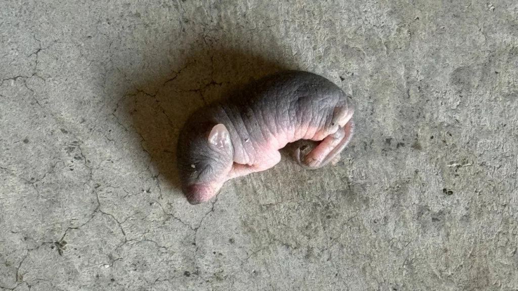 baby mouse.