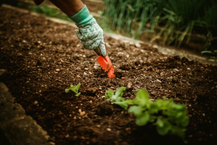 The Planting Season 🪴